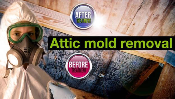 Attic mold removal is the best at removing mold from your attic