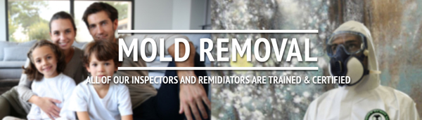 MOLD REMOVAL & REMEDIATION